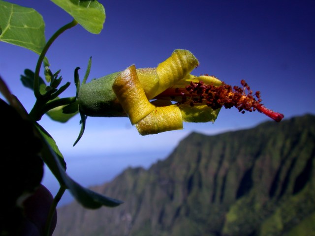 Hibscadelphus woodii, a relative of Hibiscus known only from Kauai, was thought to have gone extinct. In 2019, scientists at the National Tropical Botanical Garden rediscovered this species on the cliffs of Kauai with the help of a drone.