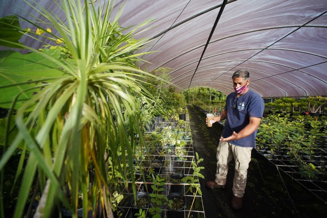 Rick Barboza owner of Hui Ku Maoli Ola walks thru his greenhouse. Thieves stole some of his native plants.