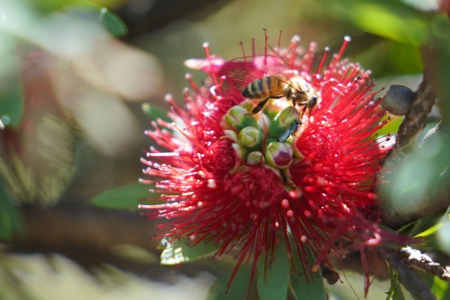 Ohia Lehua blossom flower at Punchbowl Cemetery.