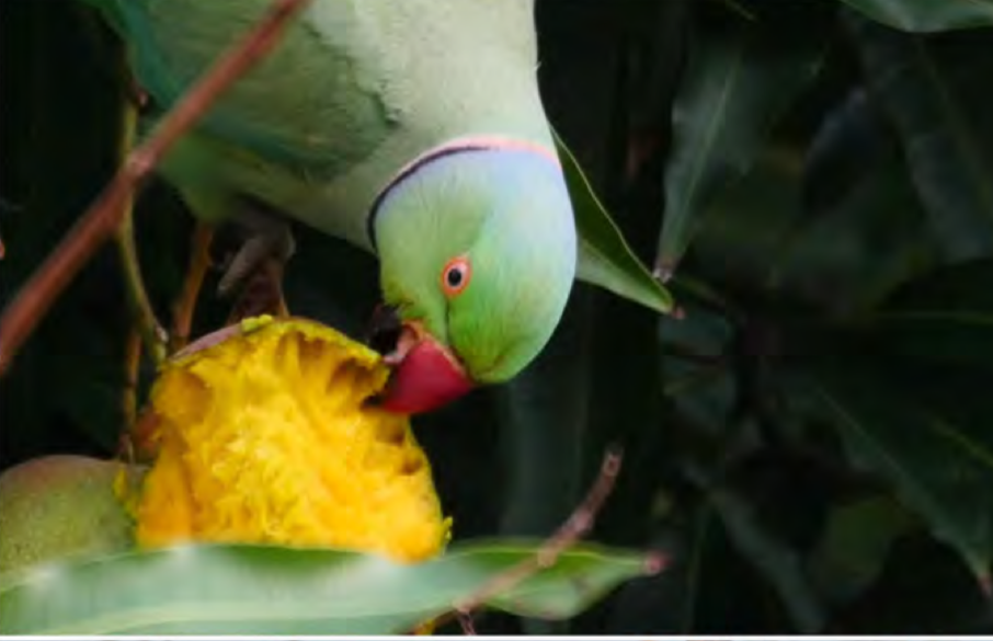 Rose-ringed parakeets working in large gangs can quickly eat most of the mangoes on a single tree.