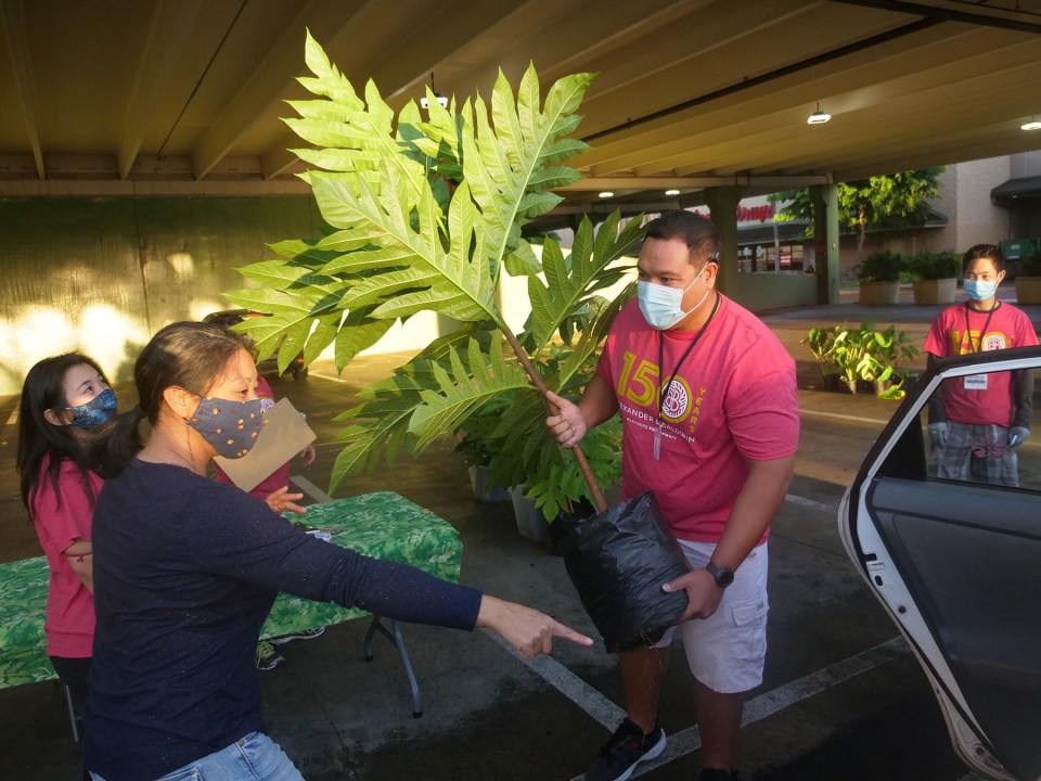 William Faaumu, a volunteer with Alexand & Baldwin places a breadfruit tree into the car of a local resident during the 2021 Kailua Arbor Day Tree Adoption Event: "Right Tree, Right Place" Saturday, November 6, 2021. The event gave out about 400 trees and plants ready for a new forever home. With the "Right Tree, Right Place" concept in mind, this event is meant to get the right tree planted in the best space for it to grow the community's urban forest canopy. (Ronen Zilberman photo Civil Beat)