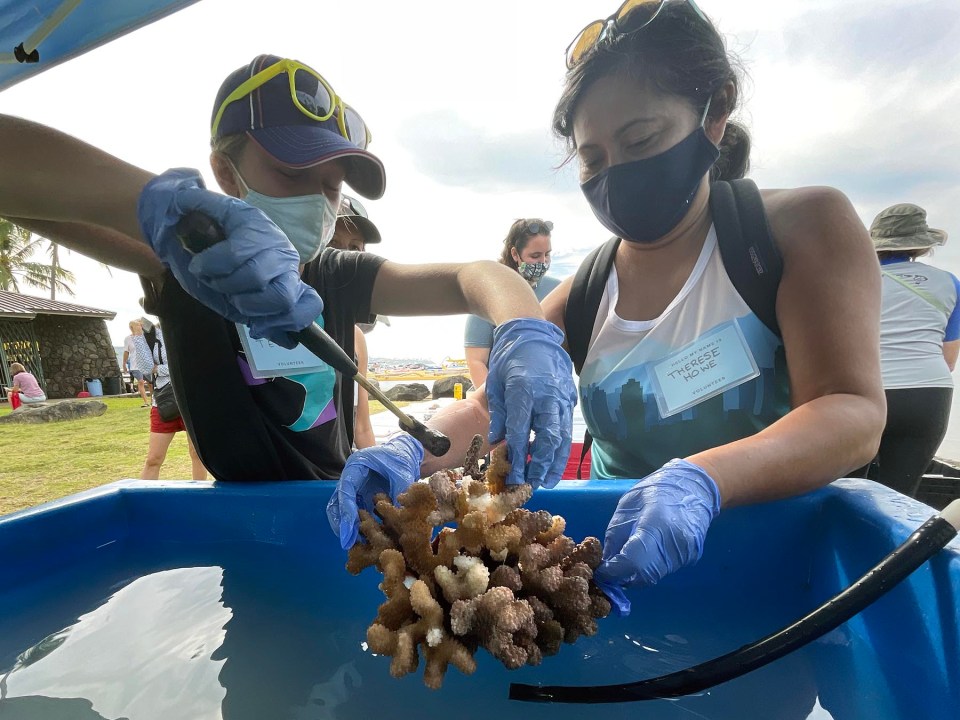 Community volunteers for the Restore With Resilience non-profit organization,Tehani Cloatre (left) and Therese Howe, break apart sections of coral so the pieces can be propagated and replanted into Maunalua Bay a few months from now, in Hawaii Kai, Saturday, November 13, 2021. Restore With Resilience educates and involves all interested community members in their mission to restore coral reefs in Hawaiʻi through selective propagation of local, thermally resistant corals to enhance future reef resilience. (Ronen Zilberman photo Civil Beat)