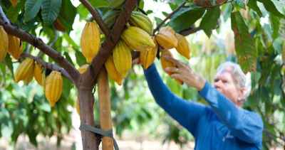 Hawaii Wins International Cocoa Awards