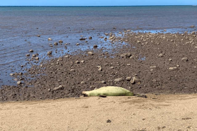 monk seal L11