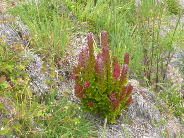 ohia in grassland in the Nakula Natural Area Reserve, Maui