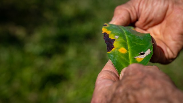Leaf Rust Coffee Big Island Hawaii Grown