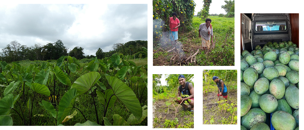 Fiji-Climate-Collage-2-Farm