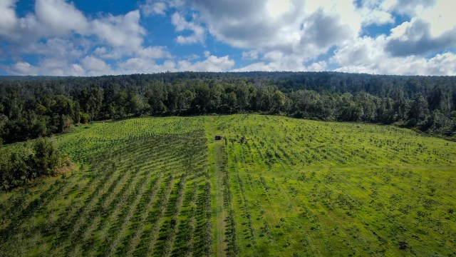 Hawaii Grown Big Island Kona Coffee Farm