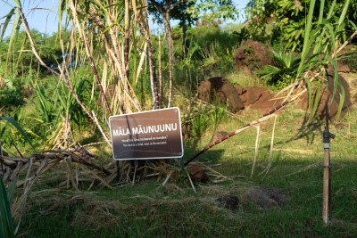 Kapiolani Community College Is Struggling With Lingering Irrigation Issues