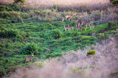 Ige Proclaims Second Axis Deer Emergency Period For Maui