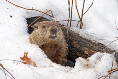 Neal Milner: Groundhogs Make Lousy Weathermen But Offer Lessons In Politics