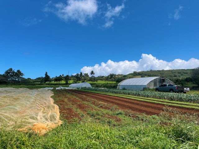 A working farm on Kauai.