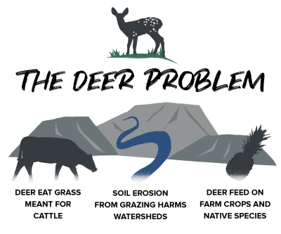 Infographic of problems caused by deer on Maui