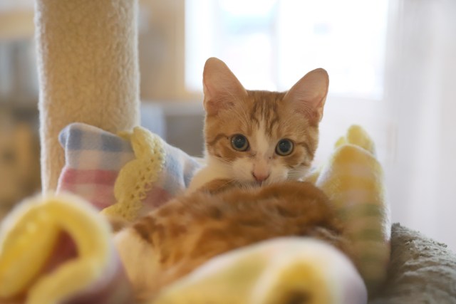 A photo of a cat available for adoption at the Maui Humane Society.