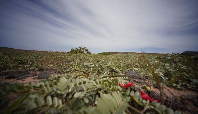 The Mokio Preserve is home to the endemic endangered Ohai plant that was growing very close to the ground with high winds whipping the landscape.