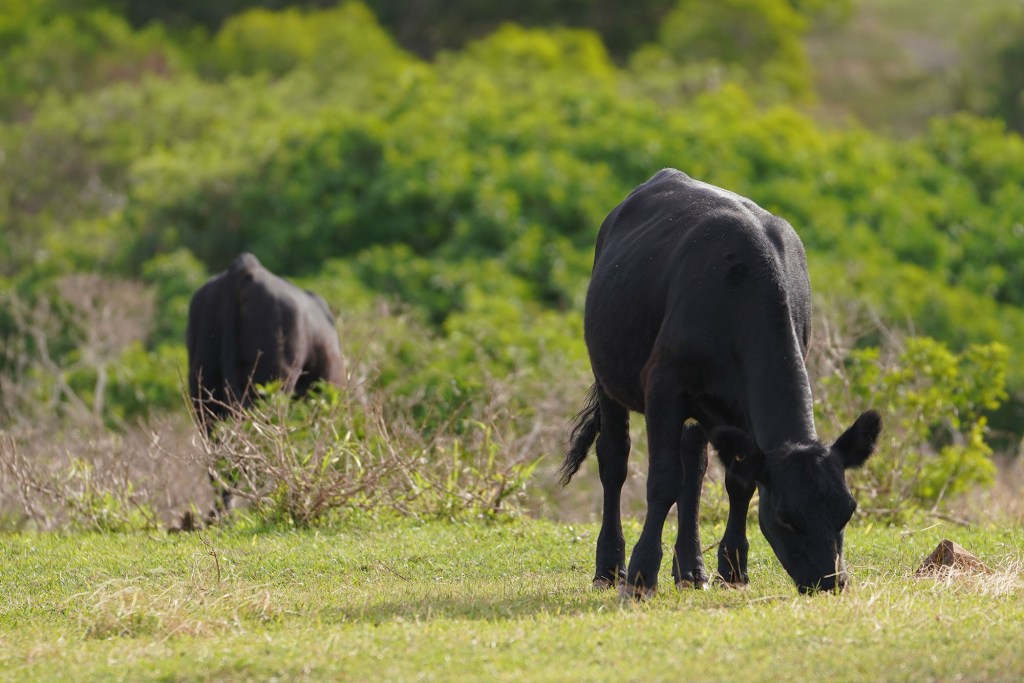 Molokai Ranch cattle roam around the top of the road leading towards the Mokio Preserve on the west side of Molokai.