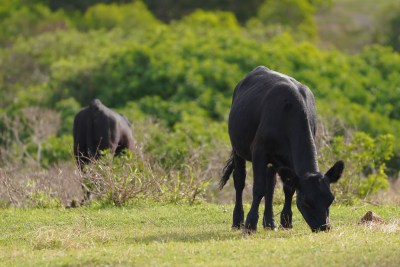 Quarantine Ordered After Bovine Tuberculosis Detected on Molokai