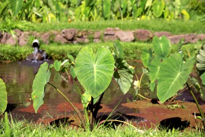 Hawaii Supreme Court Sides With Community Groups In Long-Running Maui Water Case