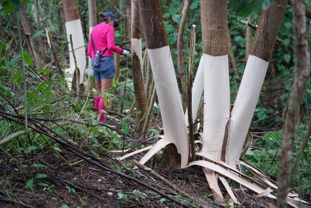 Fran Deninno and First Presbyterian Church of Honolulu Koolau volunteers assist in girdling Albizia trees and clean up on their property.