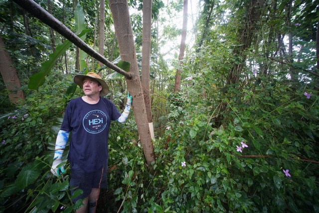 Scott Schultz and First Presbyterian Church of Honolulu Koolau volunteers assist in girdling Albizia trees and clean up on their property.