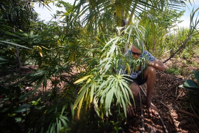 Hawaiʻi’s Hemp Crackdown And The Illusion Of Public Safety