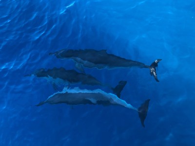 Protecting And Preserving Our Oceans Is A Matter Of Public Health