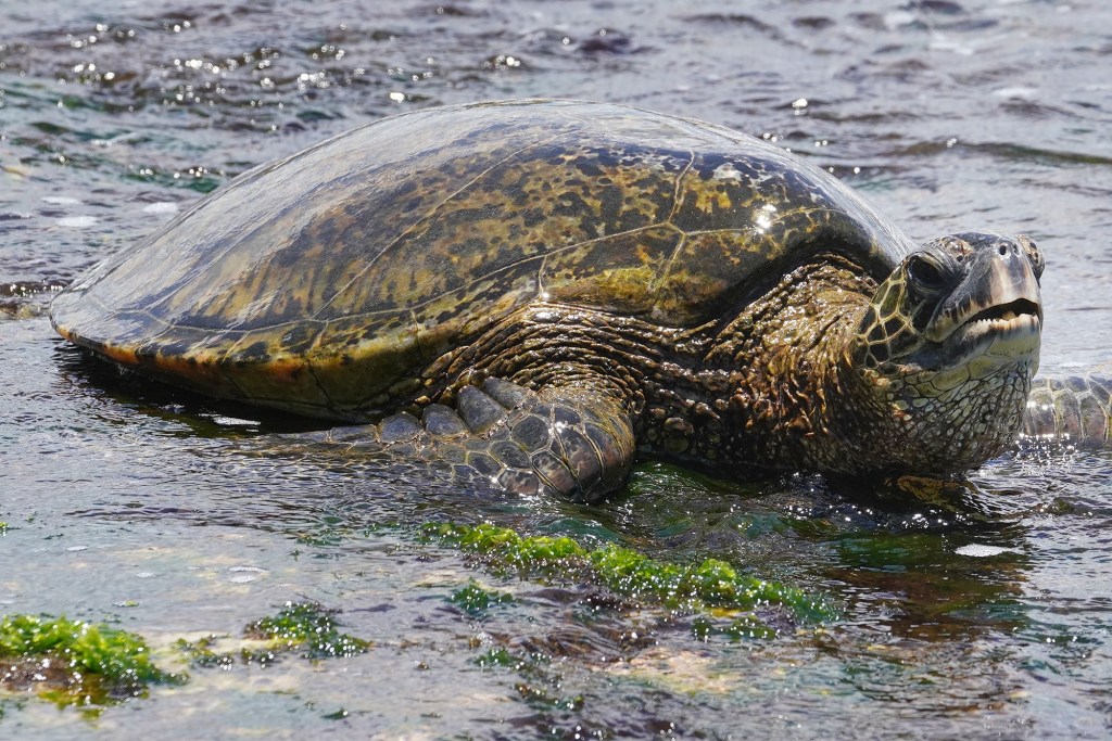 A Hawaiian Green Sea Turtle lounges on the reef on the North Shore of Oahu.