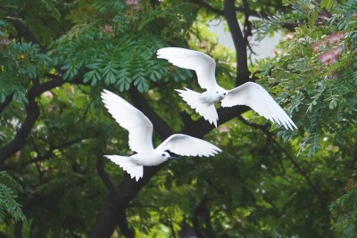 This Seabird Has Adapted To Life In Honolulu’s Concrete Jungle