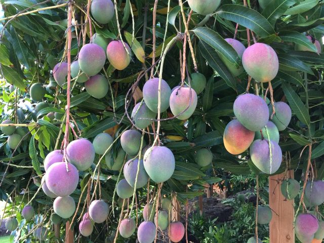 mangoes mango trees