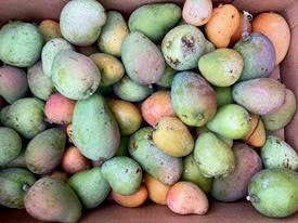 mangoes mango trees