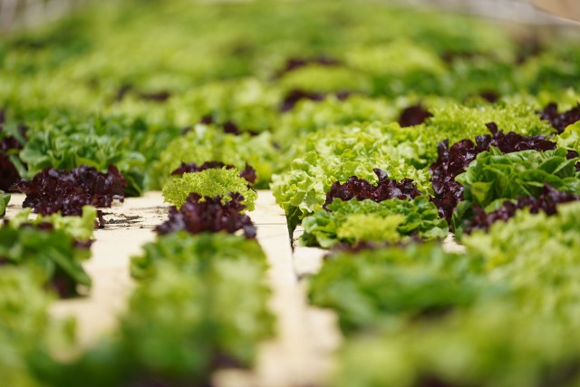 Kunia Country farms aquaponics with a view of the crops.