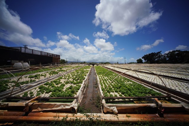 Kunia Country farms aquaponics with a view of the crops.