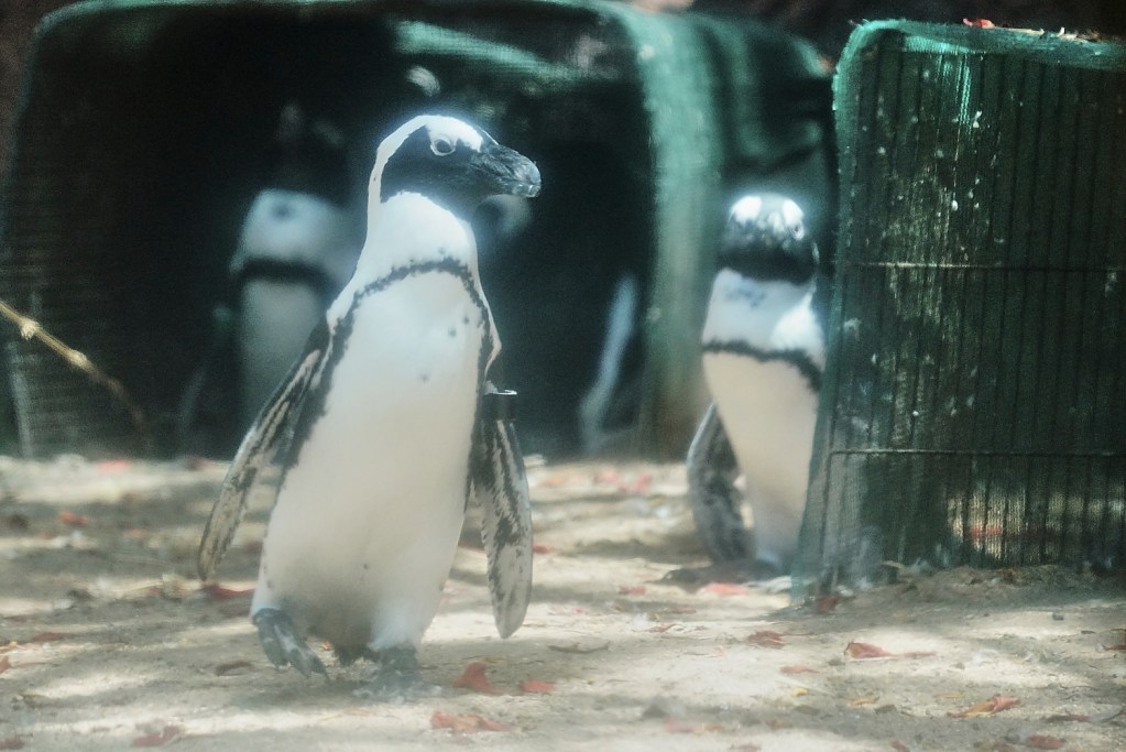Honolulu Zoo African Penguin Demersus penguin.