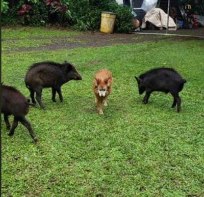 feral pigs aina haina