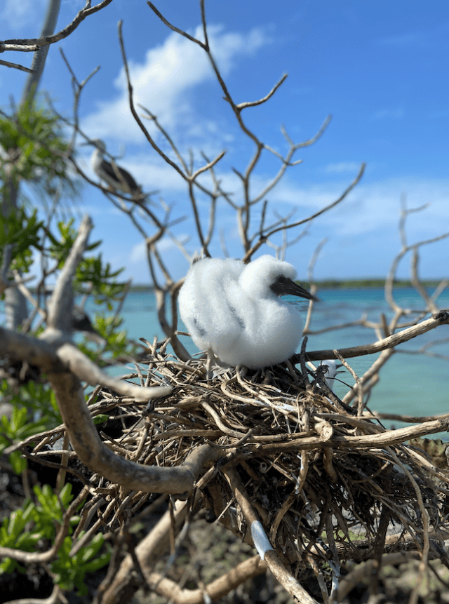 A red-footed booby chick on a nest on Palmyra Atoll in the Pacific Remote Islands Marine National Monument, home to large breeding colonies of seabirds. Adult seabirds regularly use the unprotected waters beyond the monument to forage and feed their chicks, leaving them at risk of entanglement in fishing gear and other threats. Scientists argue expanding the monument would help protect these seabirds and other long-ranging species like whales, sharks, and fish.