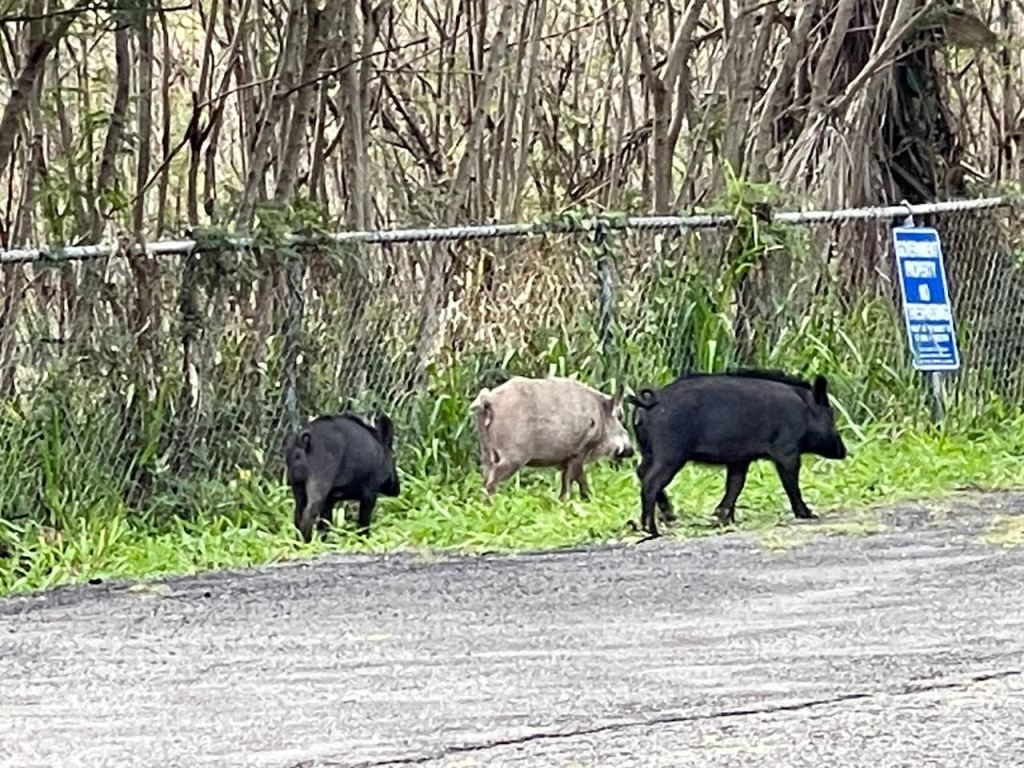 feral pigs Aina Haina