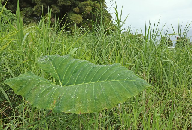 A large taro leaf grows on 24 acres of land off Ponahawai St. that will to home to the new Hawaii Island Food basket. Photo: Tim Wright