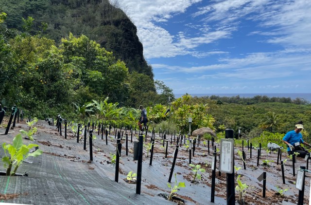 National Tropical Botanical Garden personnel outplant hundreds of alula on Kauai. The species is scheduled to be declared extinct in the wild.