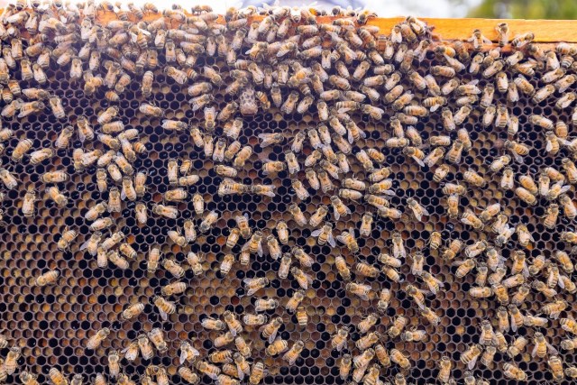 Bees at the Urban Garden Center