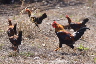 Crying Fowl In Downtown Honolulu: ‘Chickens Are Wandering Around Like They Own The Place’