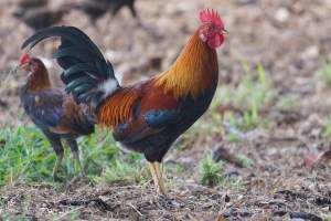 Chickens hang out in the shade near near Kakaako Waterfront Park and the Children's Discovery Center.