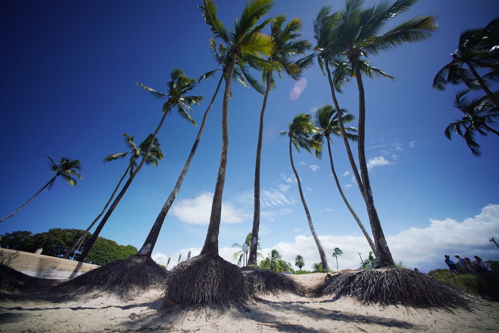 Coconut tree roots are exposed with the erosion of sand at Haleiwa Beach Park.