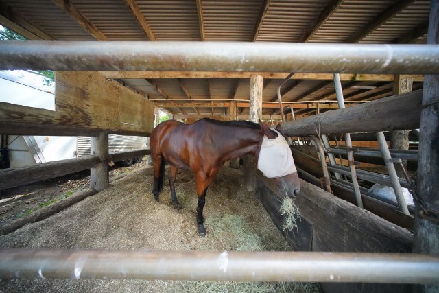 Koko Crater Stables.