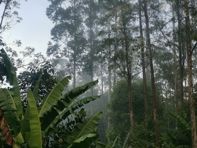 Philippines Filipino Bukidnon Mindanao Songco Village Talaandig Tree Planting Reforestation Agroforestry Replanted Trees