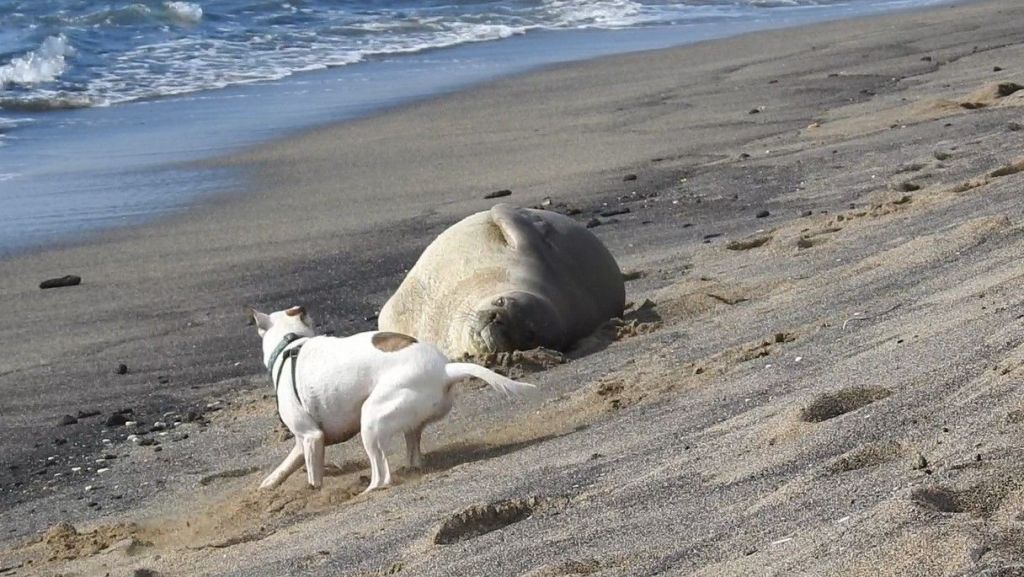 monk seal harassment