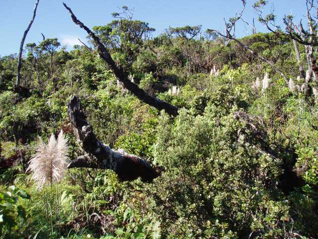 The Maui Invasive Species Committee continues to grapple with eradicating pampas grass.