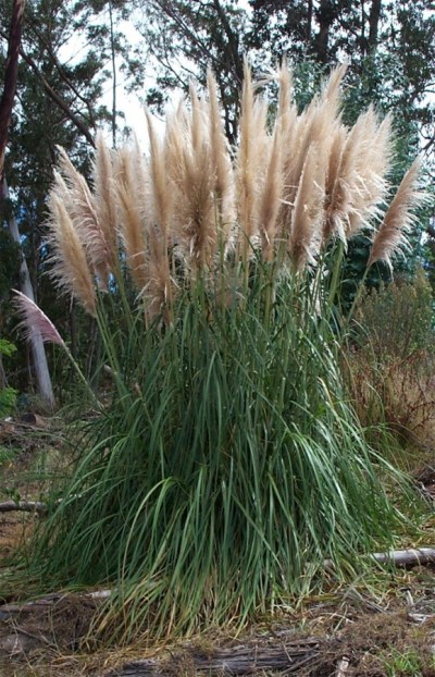Pampas grass is known for its fluffy plumes, beautifying much of social media, weddings and homes.