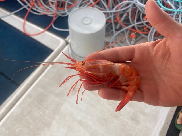 Deepwater shrimp, or amaebi, are bright-red crustaceans prized for their large size and sweet flavor