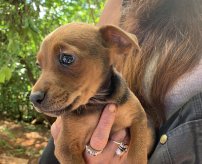 Vicky Cayetano: All I Want For Christmas Is For People To Be Responsible Pet Owners