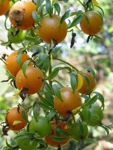 Barbados gooseberry is one species of plant that environmentalists want on the noxious weed list.